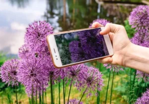 Aplicativo para identificar plantas pelo celular